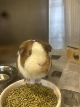 Rescue Guinea Pig Guinea Pigs for Adoption in Santa Cruz, California - BON BON | PetCurious